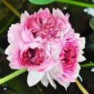 20 Seeds Exotic Triplets Series Large Pink Lotus Seeds Rare Nelumbo Nucifera Fresh Seeds
