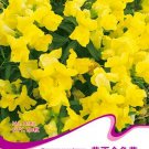 60 Seeds Yellow Snapdragon Seeds Antirrhinum Majus Flowers Fresh Seeds