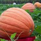 10Pcs/Pack Giant Pumpkin Seeds Organic Redish Orange Vegetables Edible Fresh Seeds