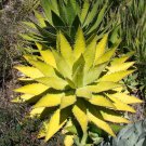 10Pcs Agave Xylonacantha Succulent Garden Plants Seeds Fresh Seeds