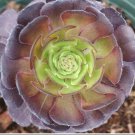 100 Seeds Rare Aeonium Tabuliforme Succulent Plant Sementes Seeds Fresh Seeds