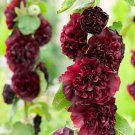 150 seeds Red Double Hollyhock Seeds Fresh Seeds