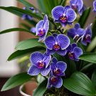 100 Seeds Vanda Orchid Seeds-Royal Purple Majesty Fresh Seeds