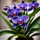150 Seeds Vanda Orchid Seeds-Royal Purple Majesty Fresh Seeds