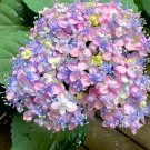 100 Seeds Flying birds Hydrangea Fresh Seeds