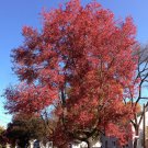 10 Seeds Acer Rubrum Fresh Seeds