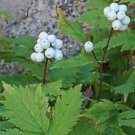 10 Seeds Actaea Rubra F.neglecta Fresh Seeds