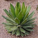 5 Seeds Agave Univittata Fresh Seeds