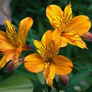 10 Seeds Alstroemeria Polpaicana Fresh Seeds