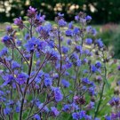 10 Seeds Anchusa Azurea Dropmore Fresh Seeds