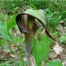 10 Seeds Arisaema Amurense Var Serratum Fresh Seeds