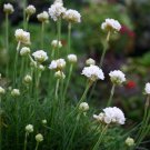 20 Seeds Armeria Maritima 'Morning Star White' Fresh Seeds