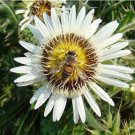 10 Seeds Berkheya Cirsiifolia Fresh Seeds