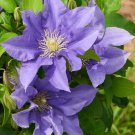 10 Seeds Clematis Sapphire Silk Fresh Seeds