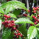 20 Seeds Coffea Arabica Coffee Fresh Seeds