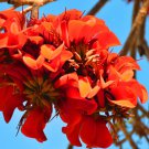 10 Seeds Erythrina Caffra Fresh Seeds
