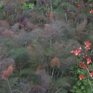 50 Seeds Foeniculum Vulgare Dulce Rubrum Fresh Seeds