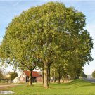 30 Seeds Fraxinus Excelsior Fresh Seeds