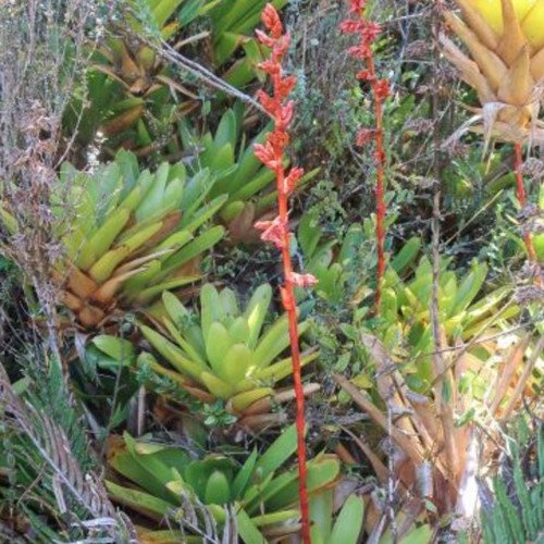10 Seeds Guzmania Candelabrum Fresh Seeds
