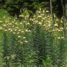 15 Seeds Lilium Ciliatum Fresh Seeds