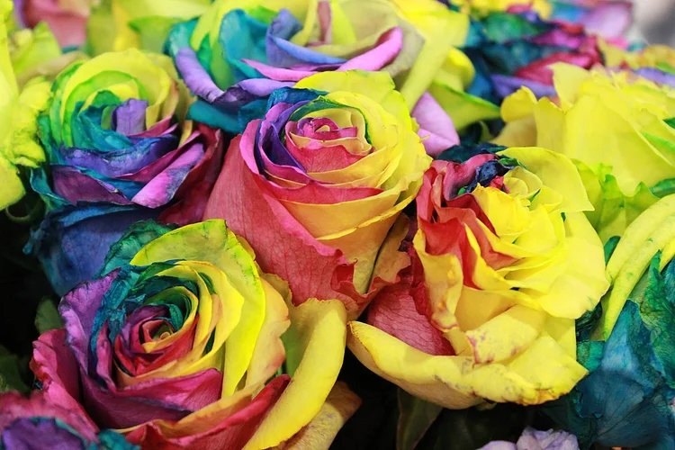 Rainbow Rose Seeds 50 Seeds Fresh Seeds