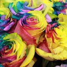 Rainbow Rose Seeds 50 Seeds Fresh Seeds