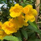 Yellow Campsis Trumpet Flower 100 Seeds Fresh Seeds