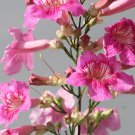 Pink Campsis Trumpet Flower 20 Seeds Fresh Seeds