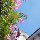Pink Campsis Trumpet Flower 100 Seeds Fresh Seeds