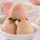 White Strawberry Dream of shining Seeds 200 Seeds Fresh Seeds