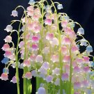 Colorful lily of the valley Convallaria majalis Seeds 200 Seeds Fresh Seeds