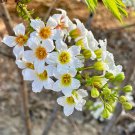 Xanthoceras sorbifolium Seeds 30 Seeds Fresh Seeds