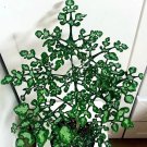 Adenia Perrieri Seeds 100 Seeds Fresh Seeds