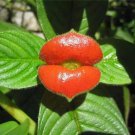 Red Hot Lips Flower Psychotria Elata Seeds 20 Seeds Fresh Seeds