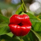 Red Hot Lips Flower Psychotria Elata Seeds 200 Seeds Fresh Seeds