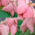 Pink Mussaenda 20 Seeds Fresh Seeds