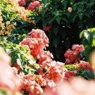 Pink Mussaenda 100 Seeds Fresh Seeds
