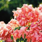 Pink Mussaenda 200 Seeds Fresh Seeds