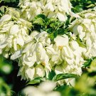 White Mussaenda 50 Seeds Fresh Seeds