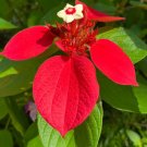 Red Mussaenda 200 Seeds Fresh Seeds