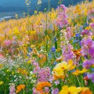 Colorful Rapeseed Flowers Mixcolor Seeds 50 Seeds Fresh Seeds