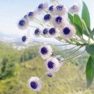 Globe Daisy Blue Eyes Seeds 100 Seeds Fresh Seeds