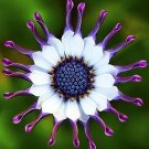 African Daisy Mixcolor Seeds 200 Seeds Fresh Seeds