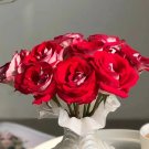 Two-color Rose Ballet on Ice Seeds Fresh Seeds