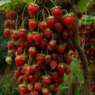 Strawberry Dwarf Tree Seeds 20 Seeds Fresh Seeds