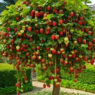 Strawberry Dwarf Tree Seeds 100 Seeds Fresh Seeds