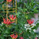 Flame lily Gloriosa superba Flower seeds 20 Seeds Fresh Seeds