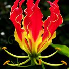 Flame lily Gloriosa superba Flower seeds 200 Seeds Fresh Seeds