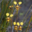 bee and pup Diuris orientis flower seeds 20 Seeds Fresh Seeds