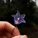Purple Adenophora Stricta Flower Seeds 20 Seeds Fresh Seeds
